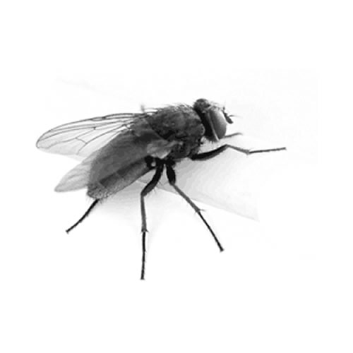 desinfestação de moscas